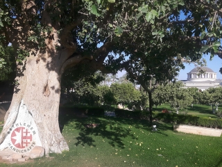 The Tree of Zacchaeus, Jericho